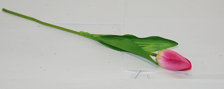 Тюльпан садовый