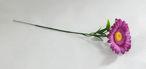 Ромашка полевая