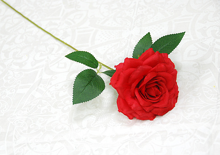 Роза цветная