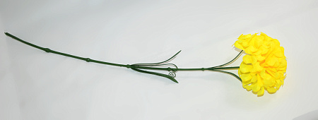 Хризантема пушистая