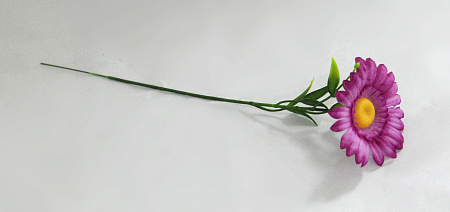 Ромашка полевая