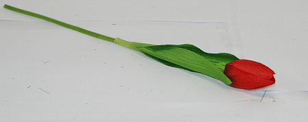 Тюльпан садовый