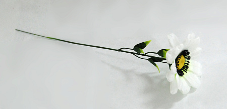 фиалка маленькая