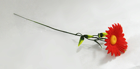 Ромашка полевая