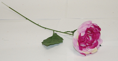 Пион садовый