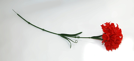 Хризантема пушистая