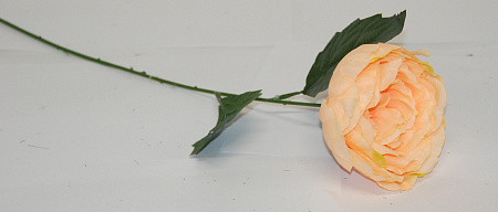 Пион садовый