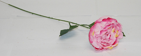 Пион садовый