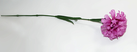 Хризантема пушистая