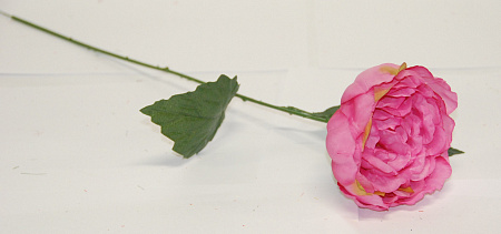 Пион садовый