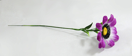 фиалка маленькая