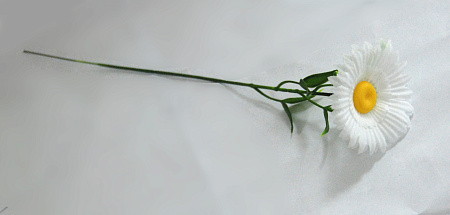 Ромашка полевая