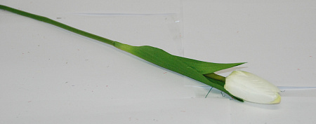 Тюльпан садовый