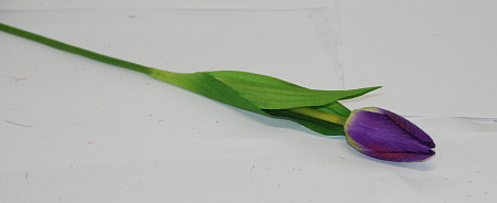 Тюльпан садовый